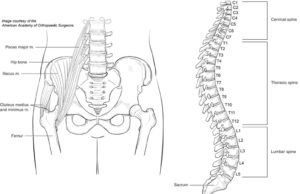Hip-spine-AAOS-300194.jpg